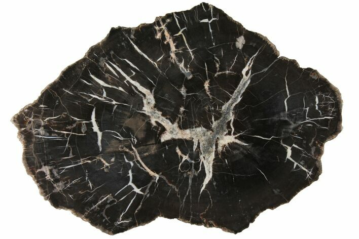 Polished Black Forest Petrified Wood (Pullisilvaxylon) Slab #131790